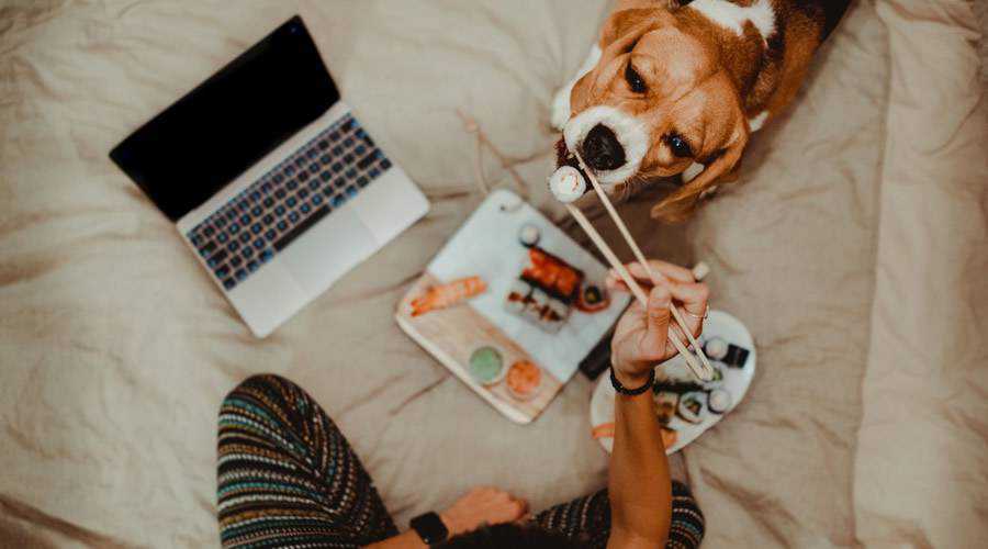 sushi laptop desainer anjing wanita makan