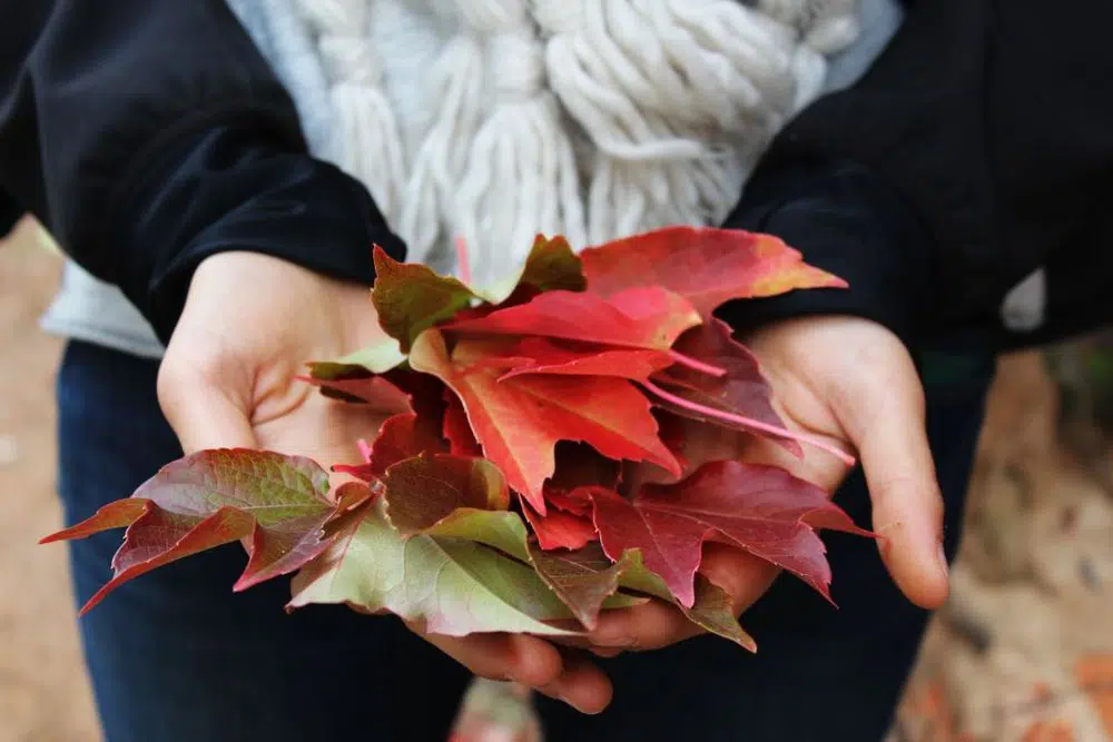 Hojas de otoño