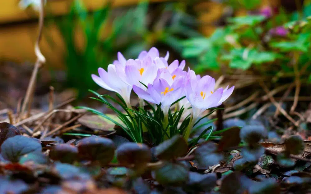 春の花