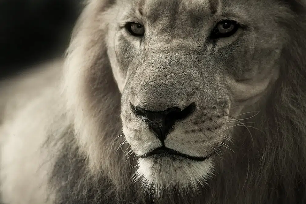 Erstaunliche kostenlose monochrome Bilder für Hintergründe: Der König der Löwen