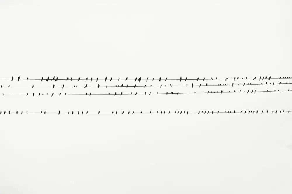 Incredibili immagini monocromatiche gratuite per gli sfondi: Birds on Wire