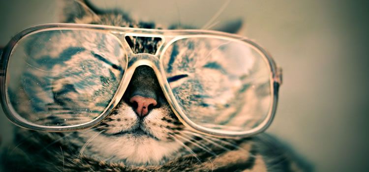 chat portant de grandes lunettes