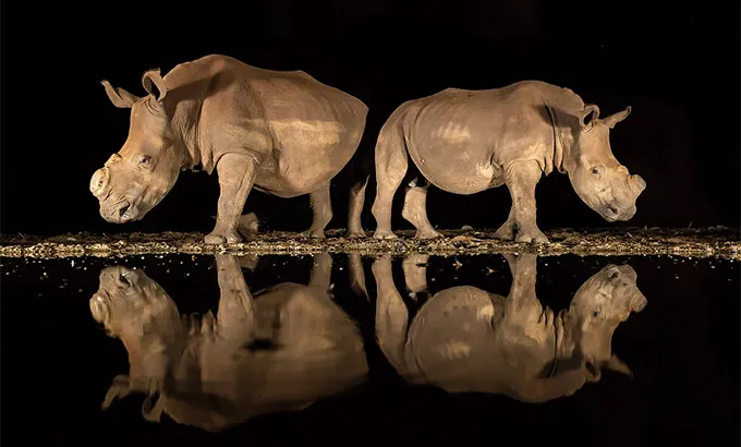 3rd Place (Wildlife). 2018 National Geographic Photo Contest