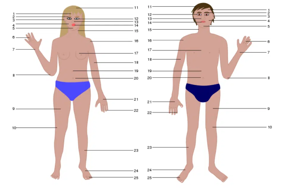 Darmowe zasoby projektowe dla projektantów opieki zdrowotnej: ponumerowane części ciała ludzkiego