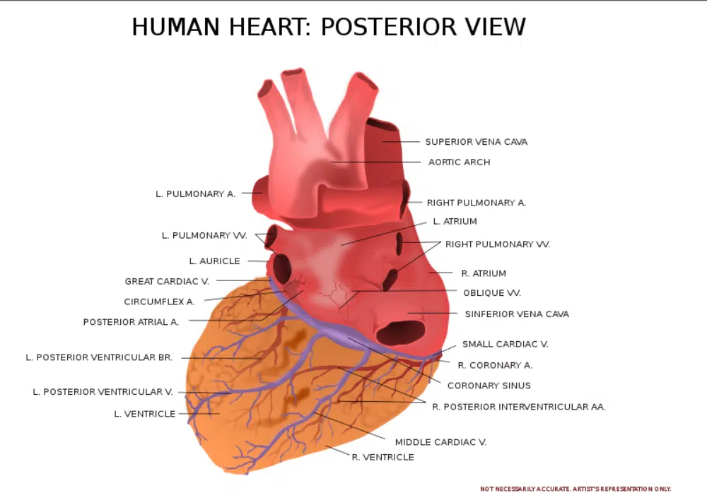 Recursos de design gratuitos para designers de saúde: visão posterior do coração humano