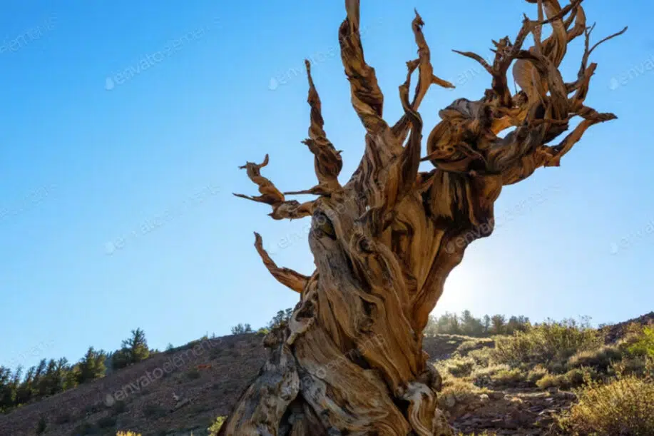 Arbre ancien