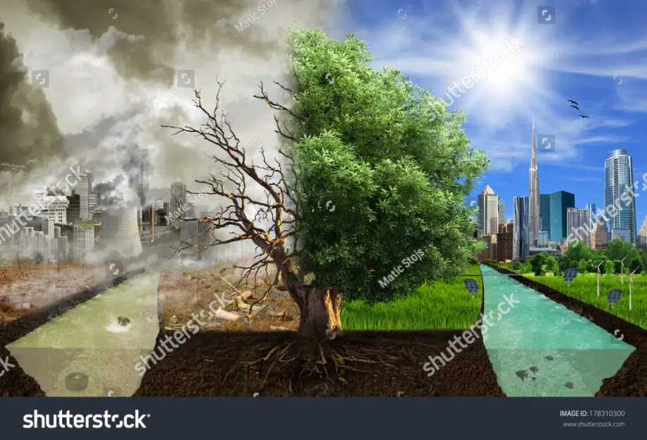 Meilleures images d'arbres : l'impact des arbres sur l'environnement