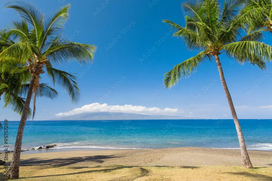 Escena de playa tropical con palmeras.