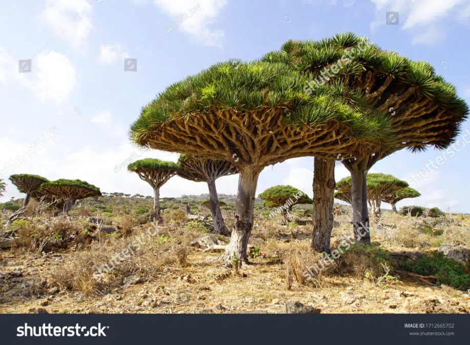 Arbres de sang de dragon