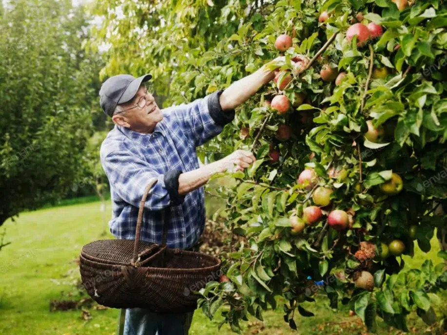 Uomo più anziano che raccoglie frutta dall'albero