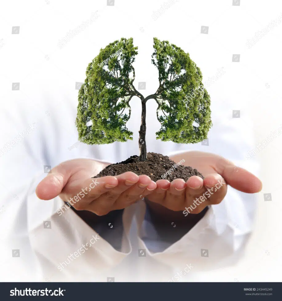 Pulmones en forma de árbol