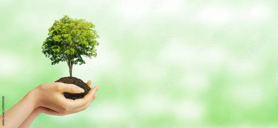 Ecología y concepto ambiental con árbol de mano