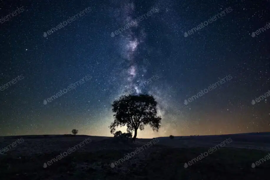 Voie lactée au-dessus d'une image d'arbre