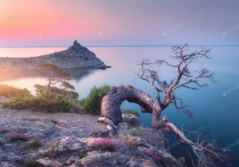 Vieil arbre étonnant s'élevant hors d'une roche