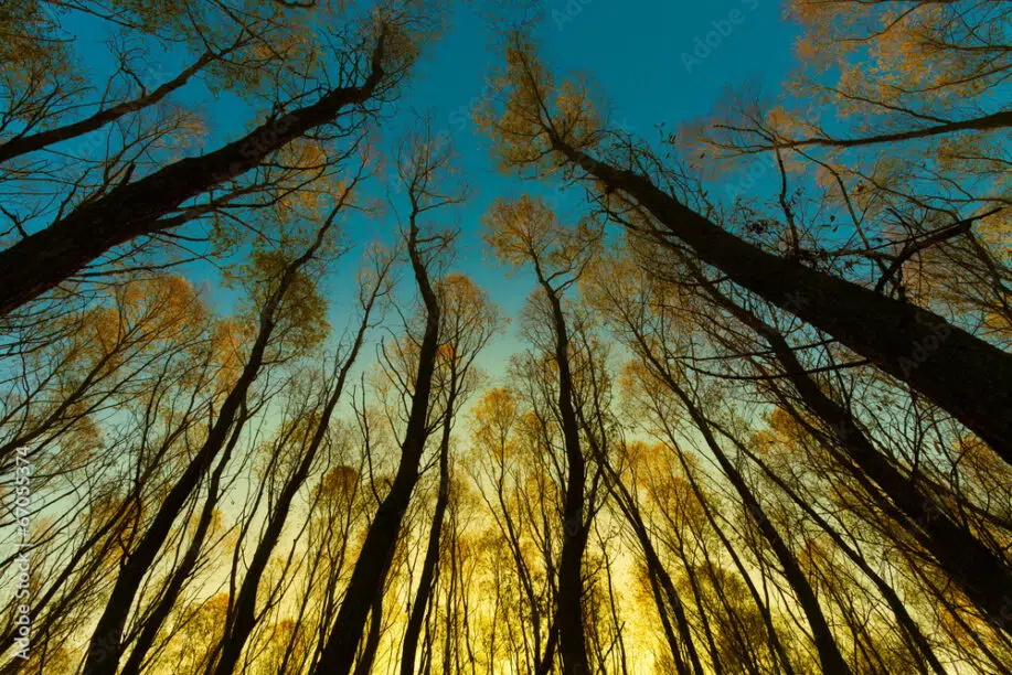 Paesaggio ad albero con alba mattutina