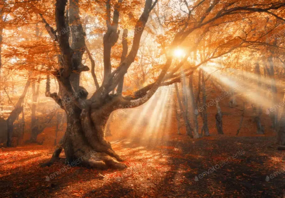 Viejo árbol mágico con rayos de sol en la mañana