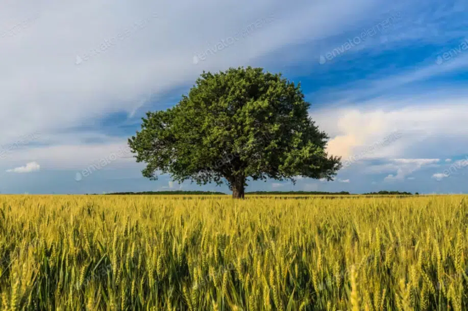 Solo árbol en primavera