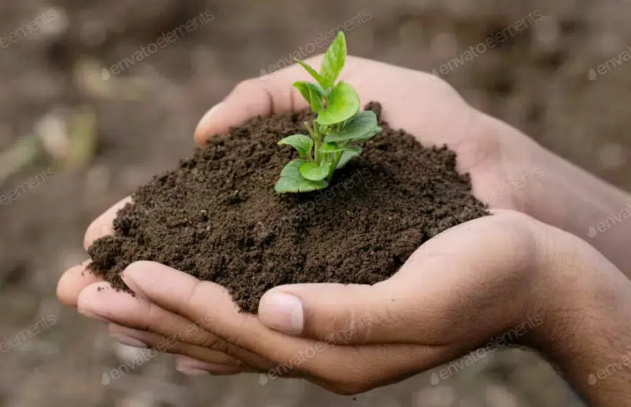 Mão segurando uma pequena árvore para plantar