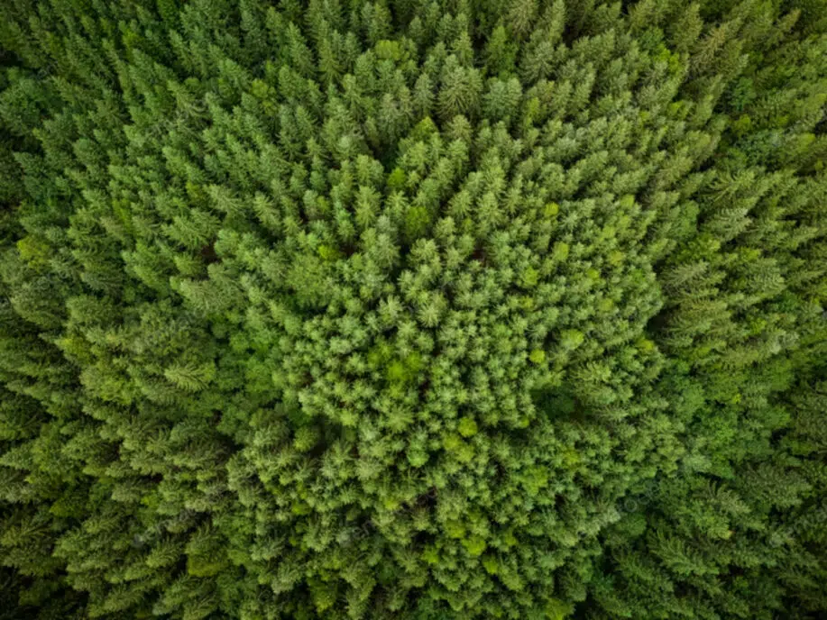 Textura da vista aérea dos abetos verdes