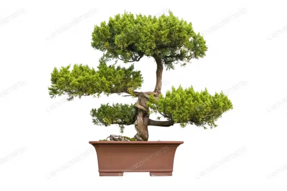 Un bonsai