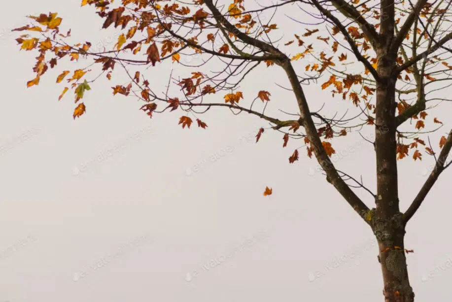 Albero con foglie gialle