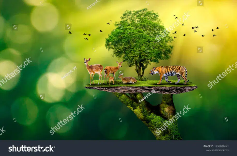 Conserver les arbres et la faune