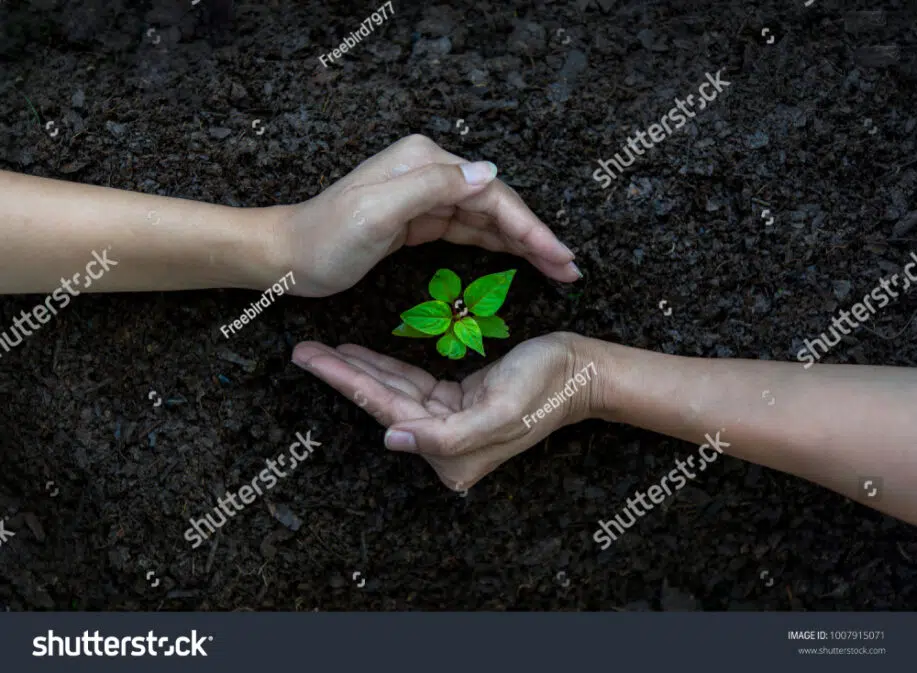 Tumbuh Pohon Sapling