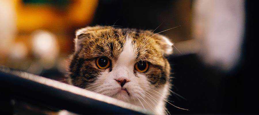 Un chat à l'air triste.