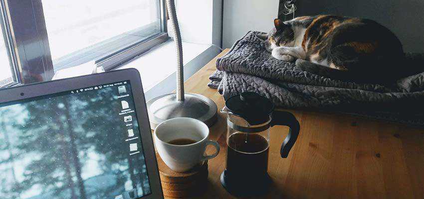 Un gatto che dorme accanto a un computer.