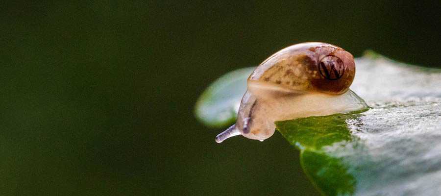 Eine Schnecke sitzt auf einem Blatt.